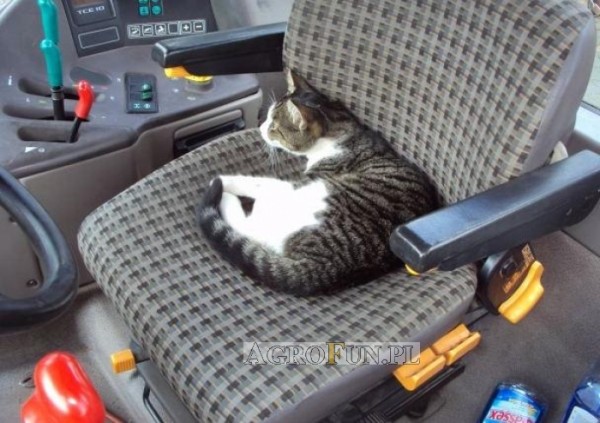Kot na fotelu ciągnika