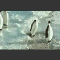 Pingwiny gif